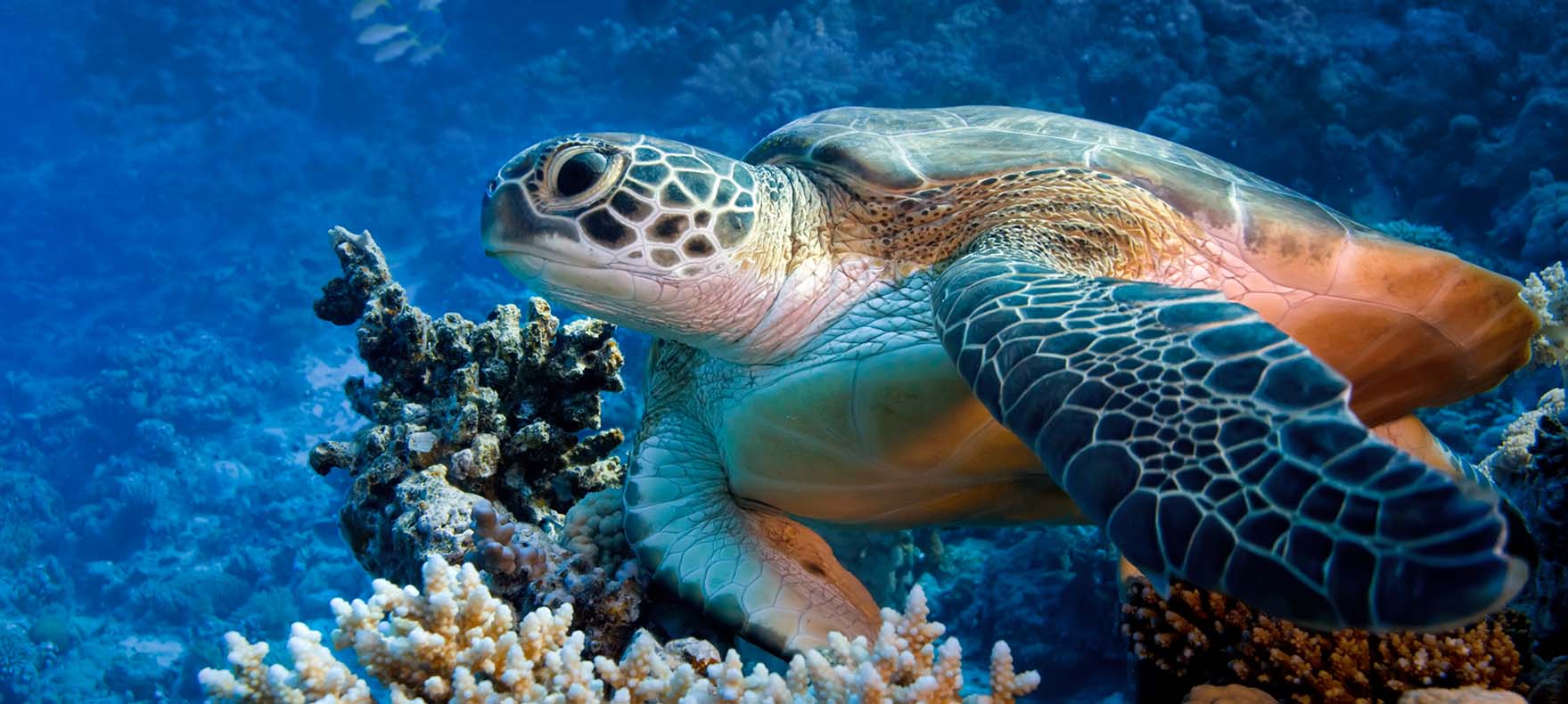 Marine Plastics- A deep dive with Dr. Denise Hardesty